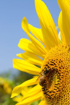Sunflower and bee in the blue sky
