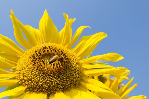 Sunflower and bee in the blue sky