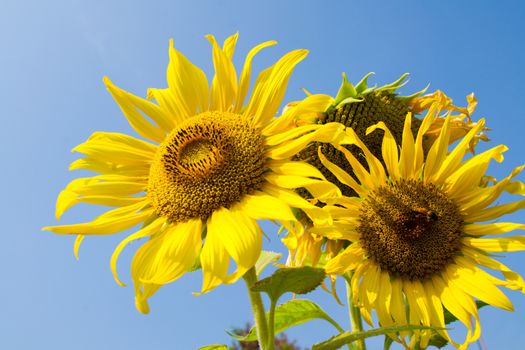 Sunflower and bee in the blue sky