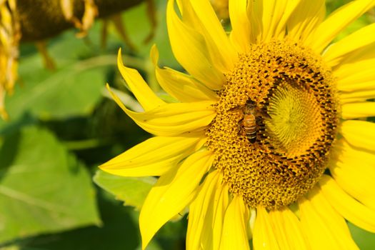 Sunflower blossoming and bee in the gardens