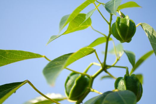 seed of cassava in the blue sky