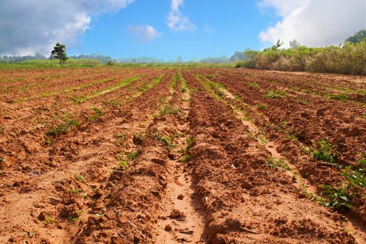 Landscape of Agricultural field soil with blue sky