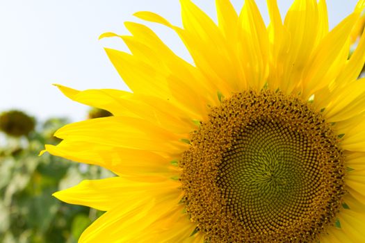 Sunflower is blossoming in the gardens .