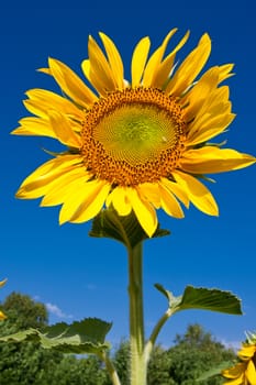 Beautiful close-up photo of big yellow sunflower