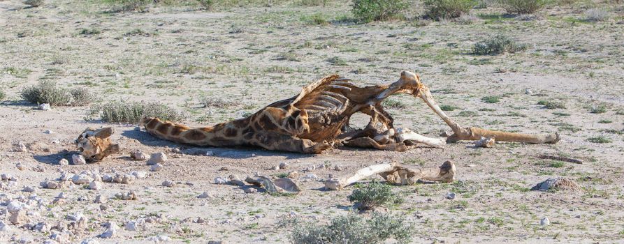 Killed giraffe in Etosha National Park, Namibia