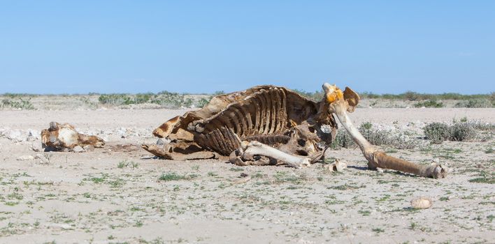 Killed giraffe in Etosha National Park, Namibia