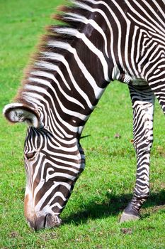 Nice close-up photo of young male zebra in zoo