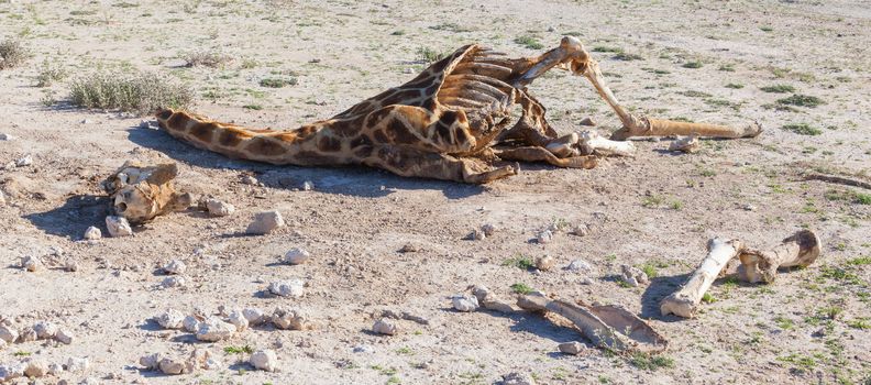 Killed giraffe in Etosha National Park, Namibia