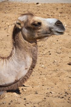 Nice close up photo of big camel