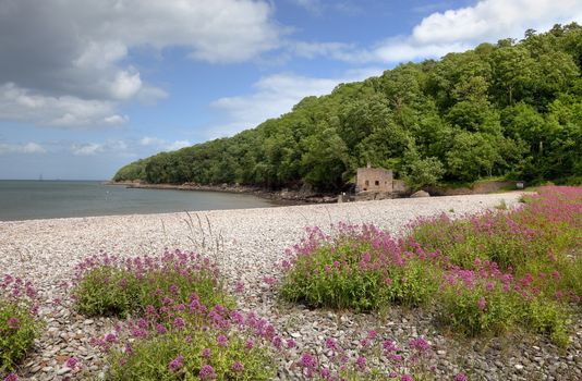 Wild flowers on Elberry Cove beach near Torquay, Devon, England.