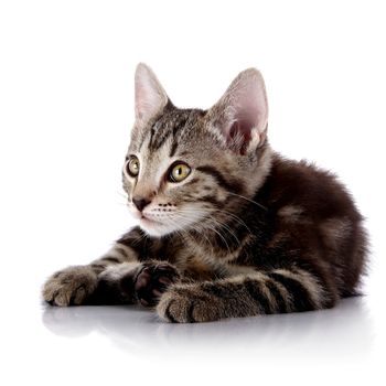 Striped not purebred kitten. Kitten on a white background. Small predator. Small cat.