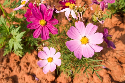 Pink Cosmos flowers in the garden .