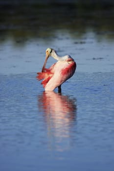 Roseate Spoonbill (Platalea ajaja)