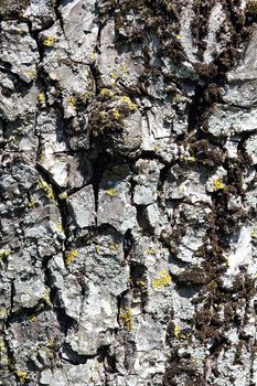 Background abstract tree bark overgrown with lychen in clear sunlight - vertical 