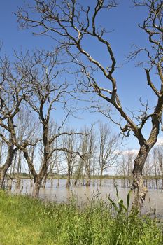 Dead trees drowned in flooded landscape with blue sky - vertical