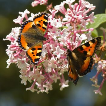 Small tortoiseshell butterflies feeding on Syringa flowers in summer