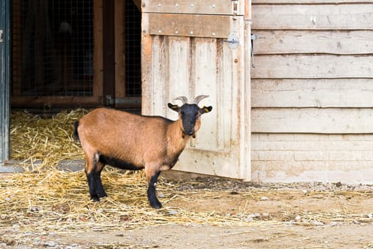 Brown goat on farm on summer evening standing next to barndoor