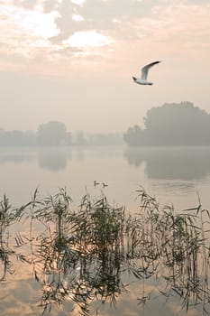 Birds, reed and a misty sunrise at the lake