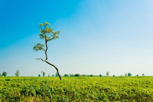 Cassava tree in the forest