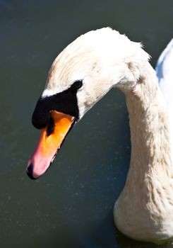 Beautiful close up photo of white swan head