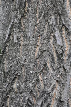 tree bark background