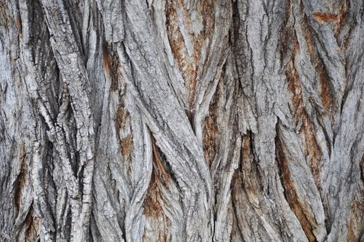 tree bark background