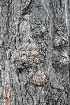 tree bark background