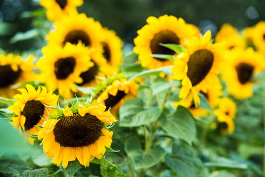 field of blooming sunflowers on a bright summer day