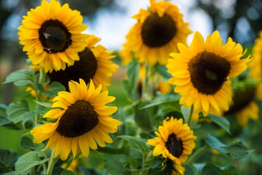 field of blooming sunflowers on a bright summer day