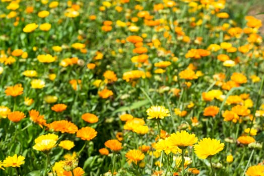 Different colourful wild flowers in garden in bright sunlight