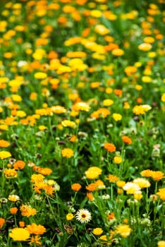 Different colourful wild flowers in garden in bright sunlight