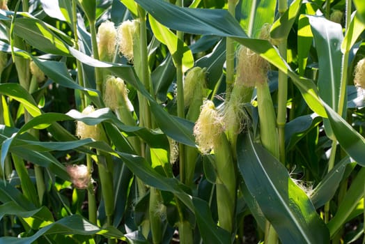 corn cob on a field in summer