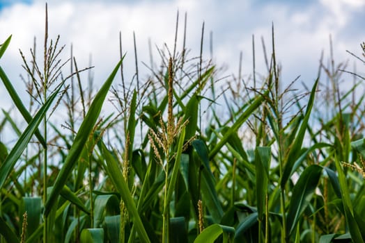 corn cob on a field in summer