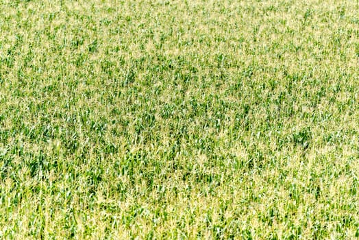 Large green field of corn growing up