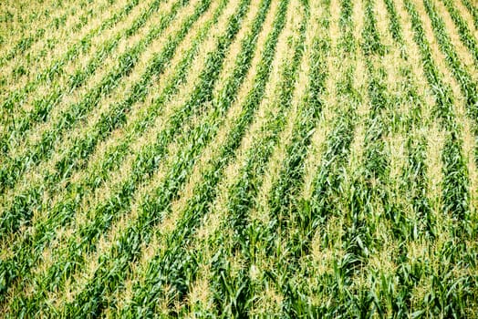 Large green field of corn growing up