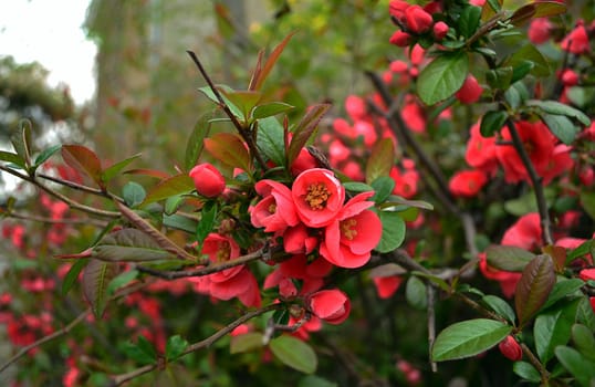 blossoming and dismissed beautiful red flowers on a bush branch in a garden