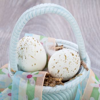 Three natural blue dyed Easter eggs in a basket with a single bird feather for a rustic seasonal celebration symbolic of the resurrection of Christ