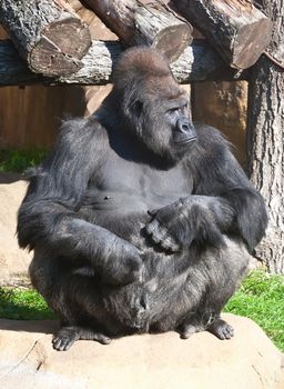 Nice photo of black African gorilla in zoo