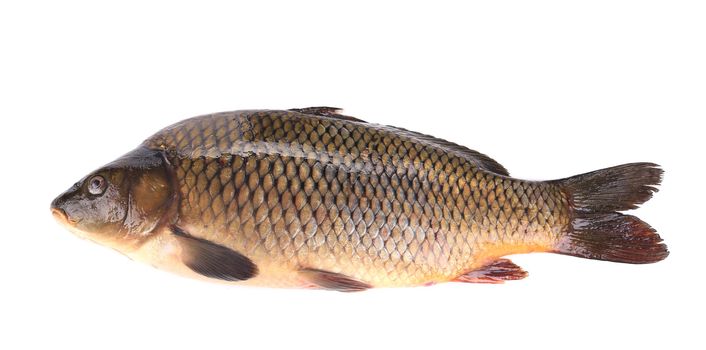 Close up of carp fish. Isolated on a white background.