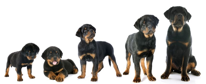 portrait of a purebred puppy rottweiler in front of white background