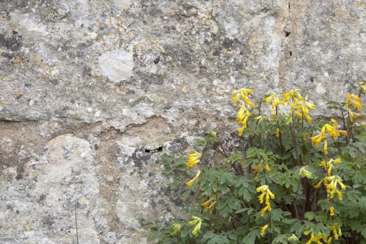 Common Fumitory againts a stone wall.