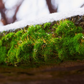 Drops of water over moss, under snow