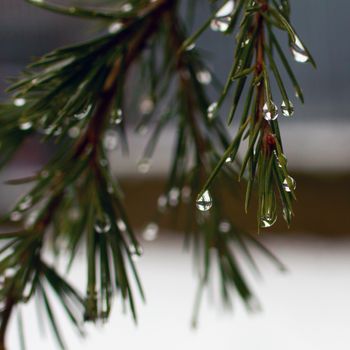 Pine needles with drops in close up