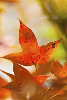 Autumn maple leave detail
