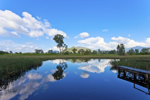 Wetland pond at day time