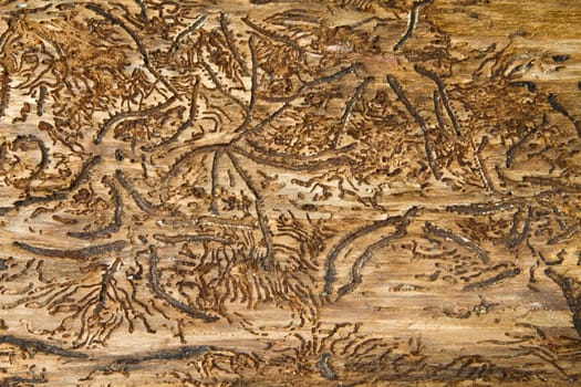 Tree close up that can be used as brown background picture