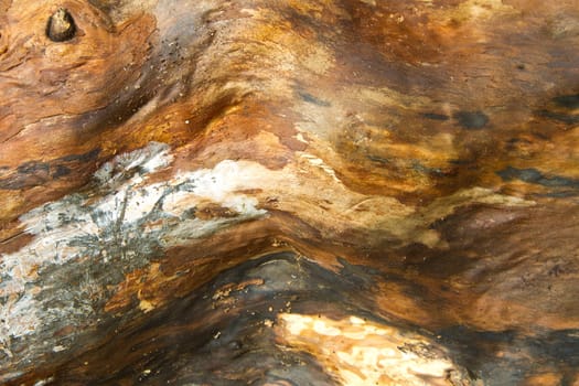 Tree close up that can be used as brown background picture