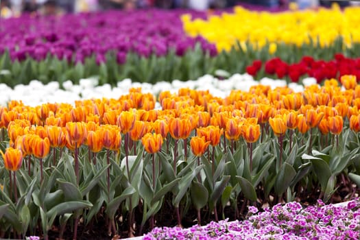 Field of flowers