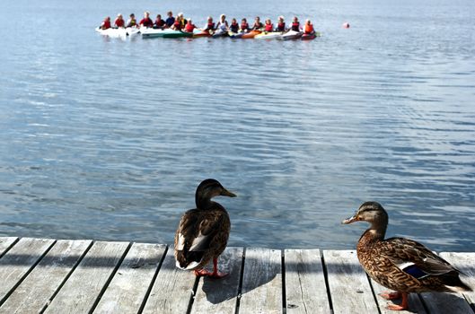 Duck looking at children on kayak