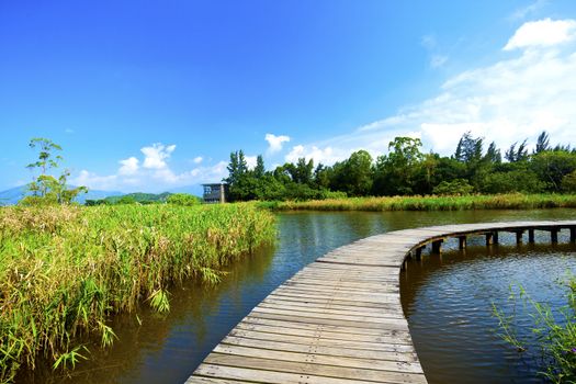 Wetland wooden path in summer 